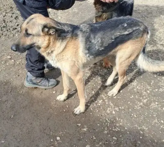 Найдена худая собачка с щенками у кафе на Кутузовском проезде - Потерянные животные (Барахолка) в Чита