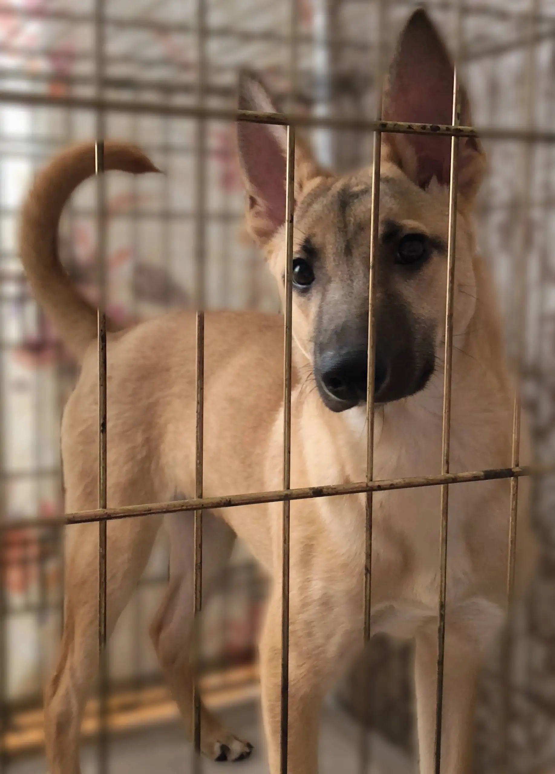 Отдается девочка Жуля - Собаки (Животные) в Чита