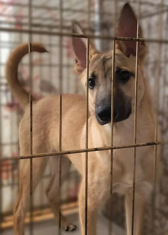 Отдается девочка Жуля - Находка/потеря в Чита