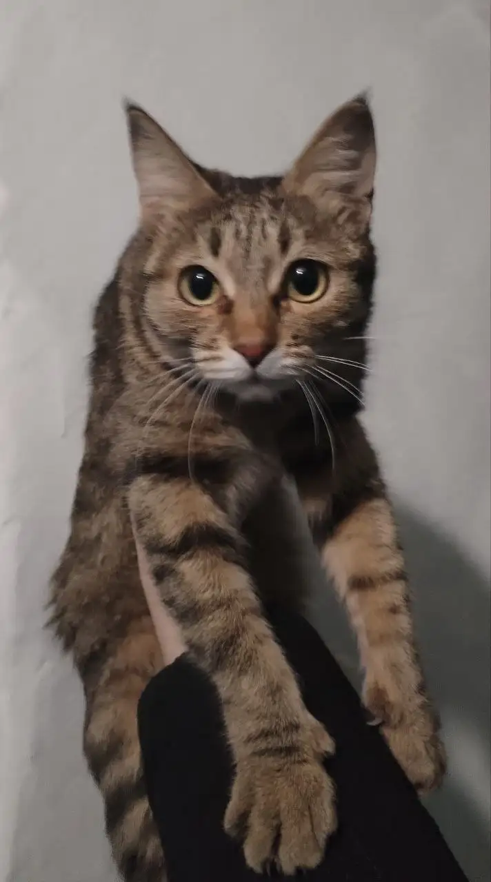 Кошечка подросток нуждается в семье или передержке - Кошки (Животные) в Чита