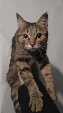 Кошечка подросток нуждается в семье или передержке - Находка/потеря в Чита