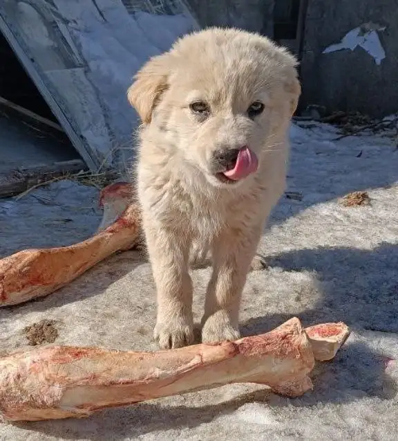 Щенок Байкал ищет дом - Собаки (Животные) в Чита