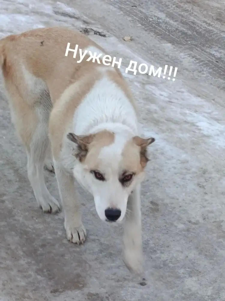 Собака 2 года, стерилизованная, привитая - Собаки (Животные) в Чита