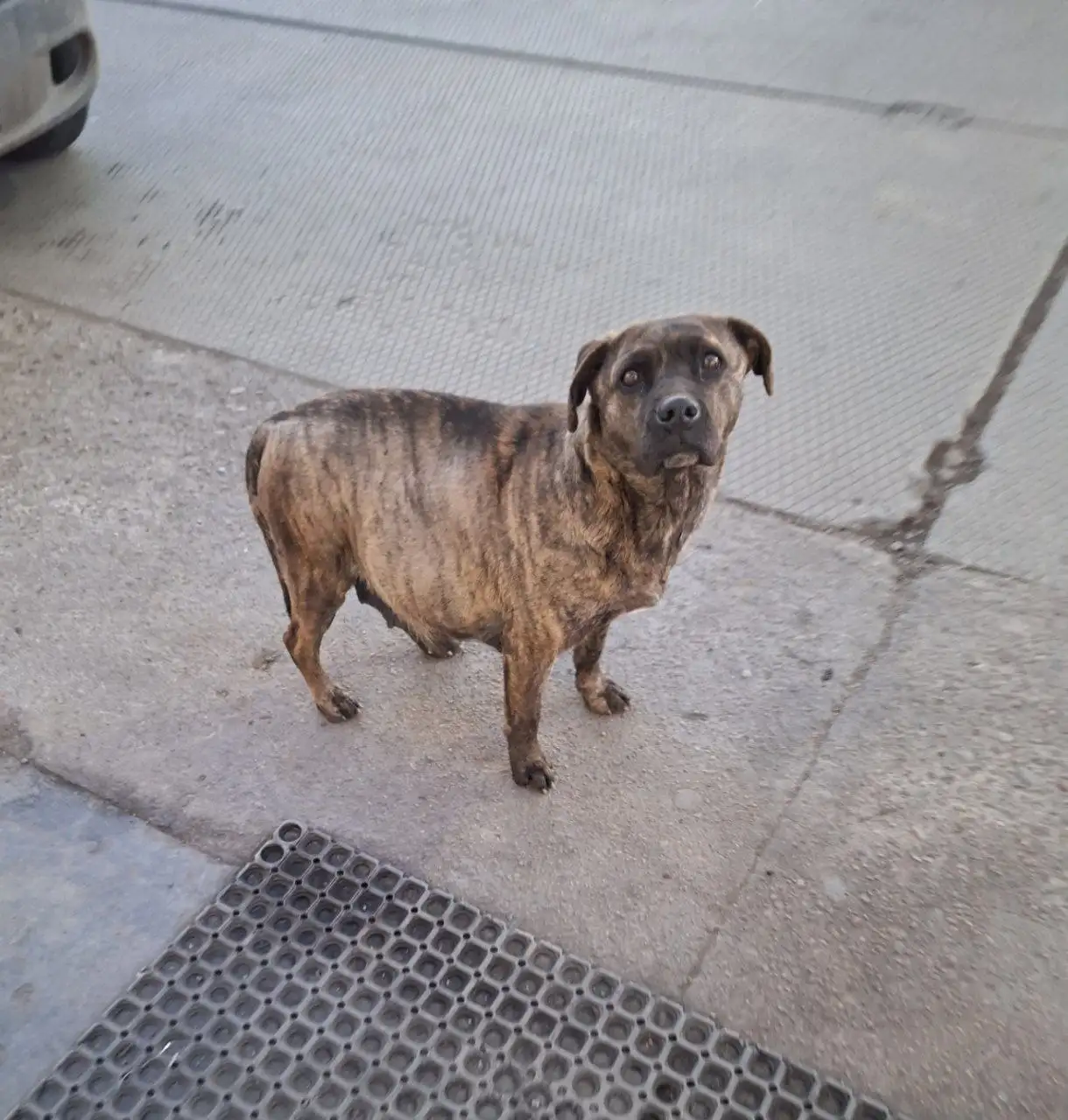 Беременная собака нуждается в помощи на заправке - Собаки (Животные) в Чита