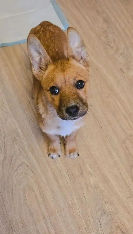 Щенок для активной семьи - Собаки (Животные) в Чита