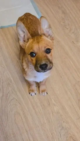 Щенок для активной семьи - частное объявление в Чита