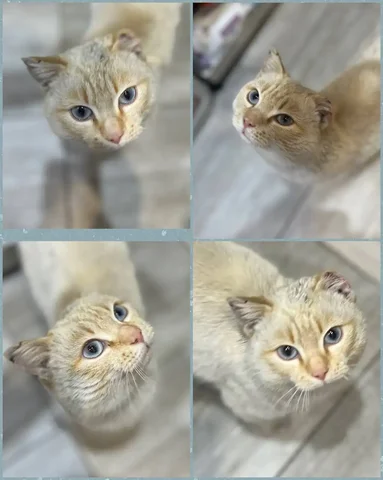 Отдам кота в заботливые руки с помощью в кастрации - Крупный рогатый скот в Чита