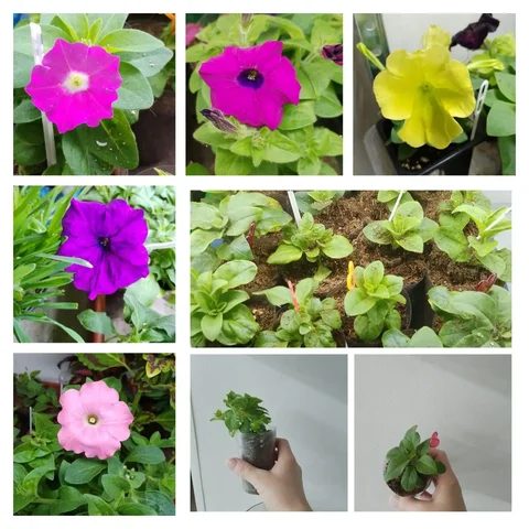 Укорененные черенки ампельных петуний - Инструменты в Чита