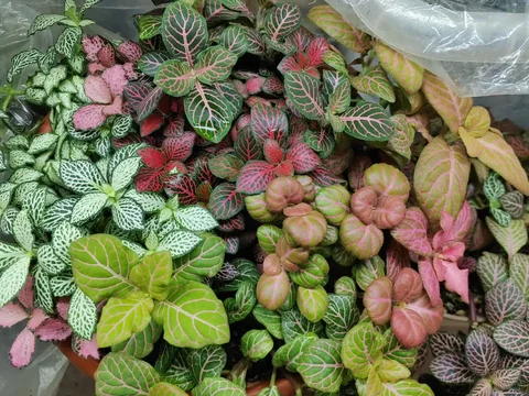 Продам фиттонию - Крупный рогатый скот в Чита