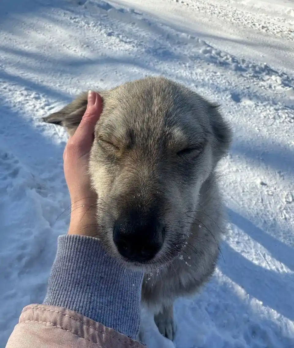 Щенок ищет дом