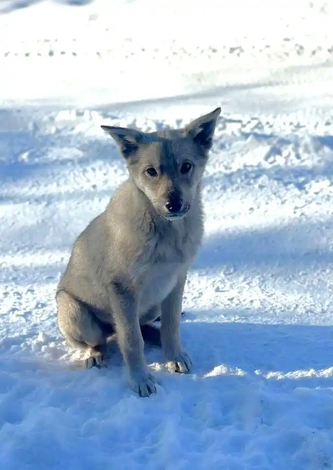 Щенок ищет дом