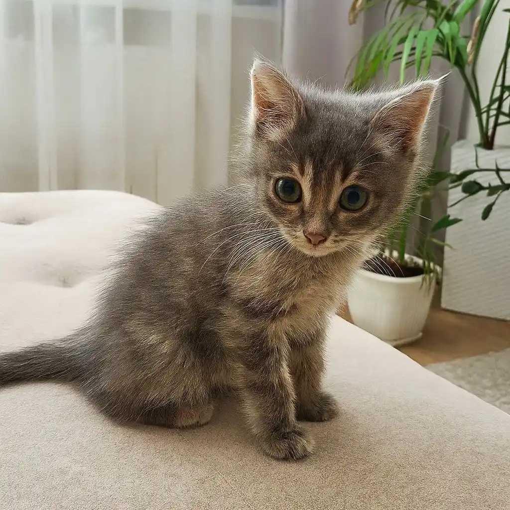 Малышка в поисках дома - частное объявление в Чита