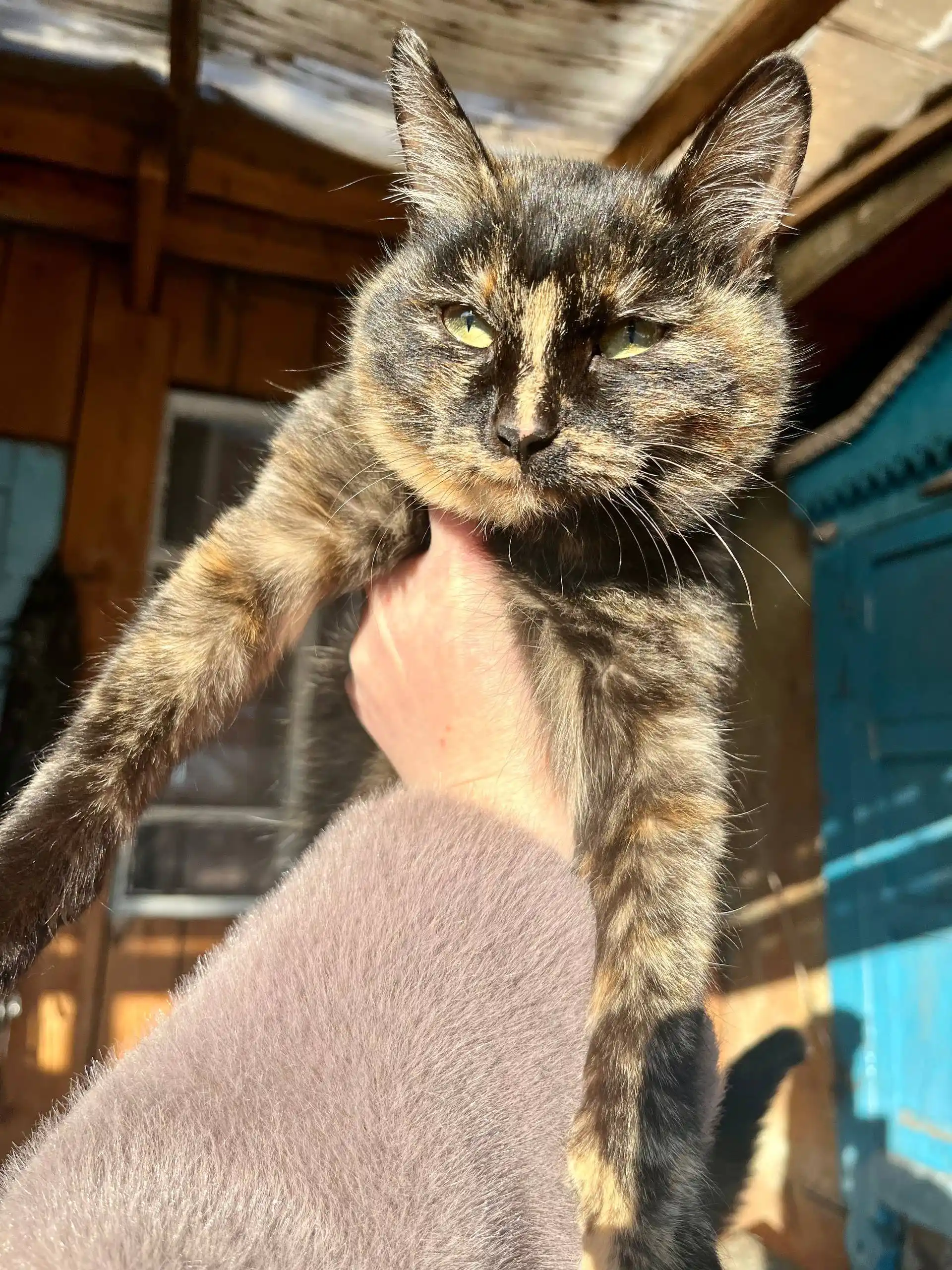 Кошка в добрые руки - частное объявление в Чита