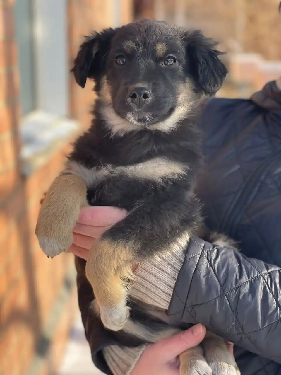 Девочка 3,5 месяцев ищет дом - Животные в Чита