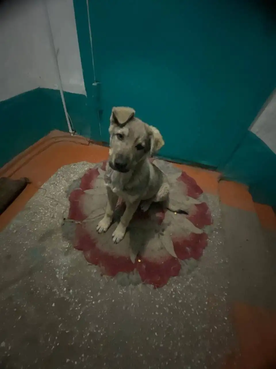 Ищем дом для мальчишки