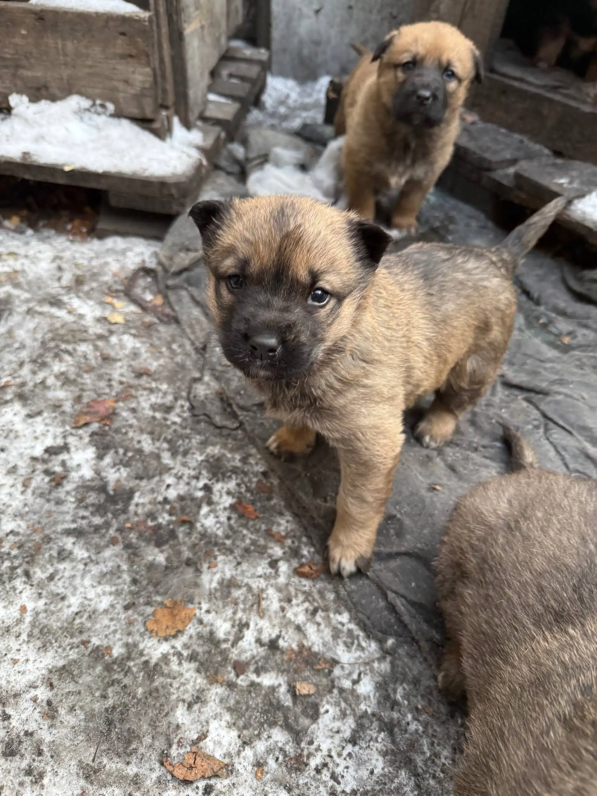 Срочно отдам щенков