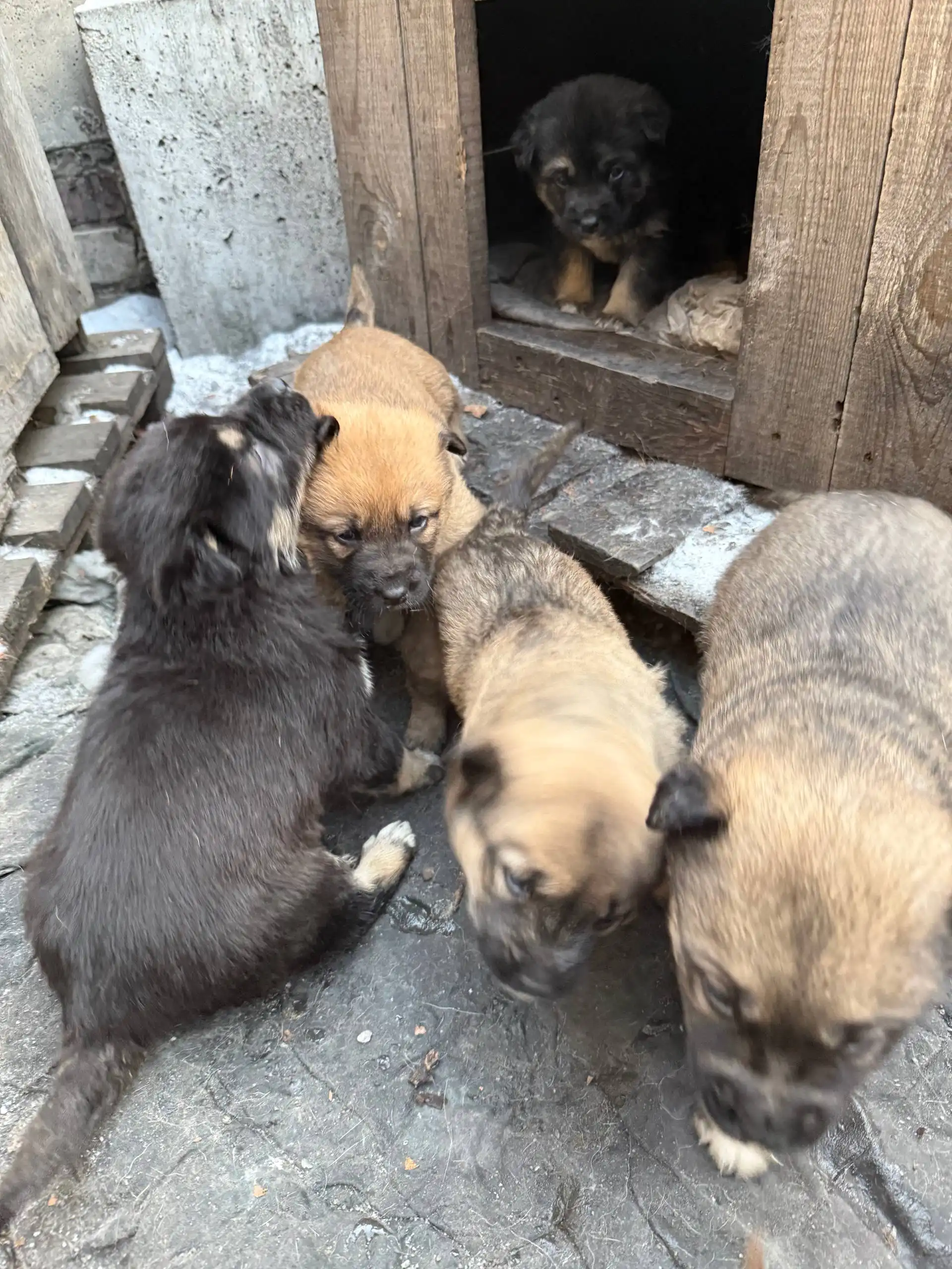 Срочно отдам щенков