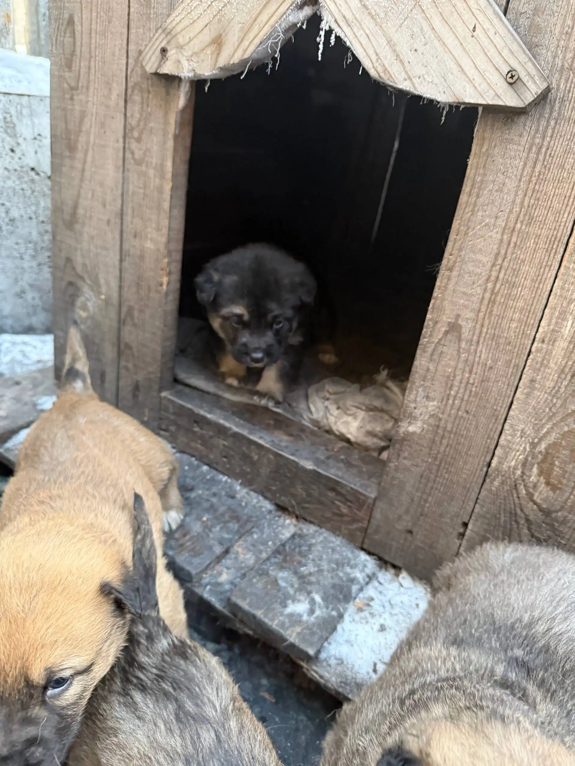 Срочно отдам щенков