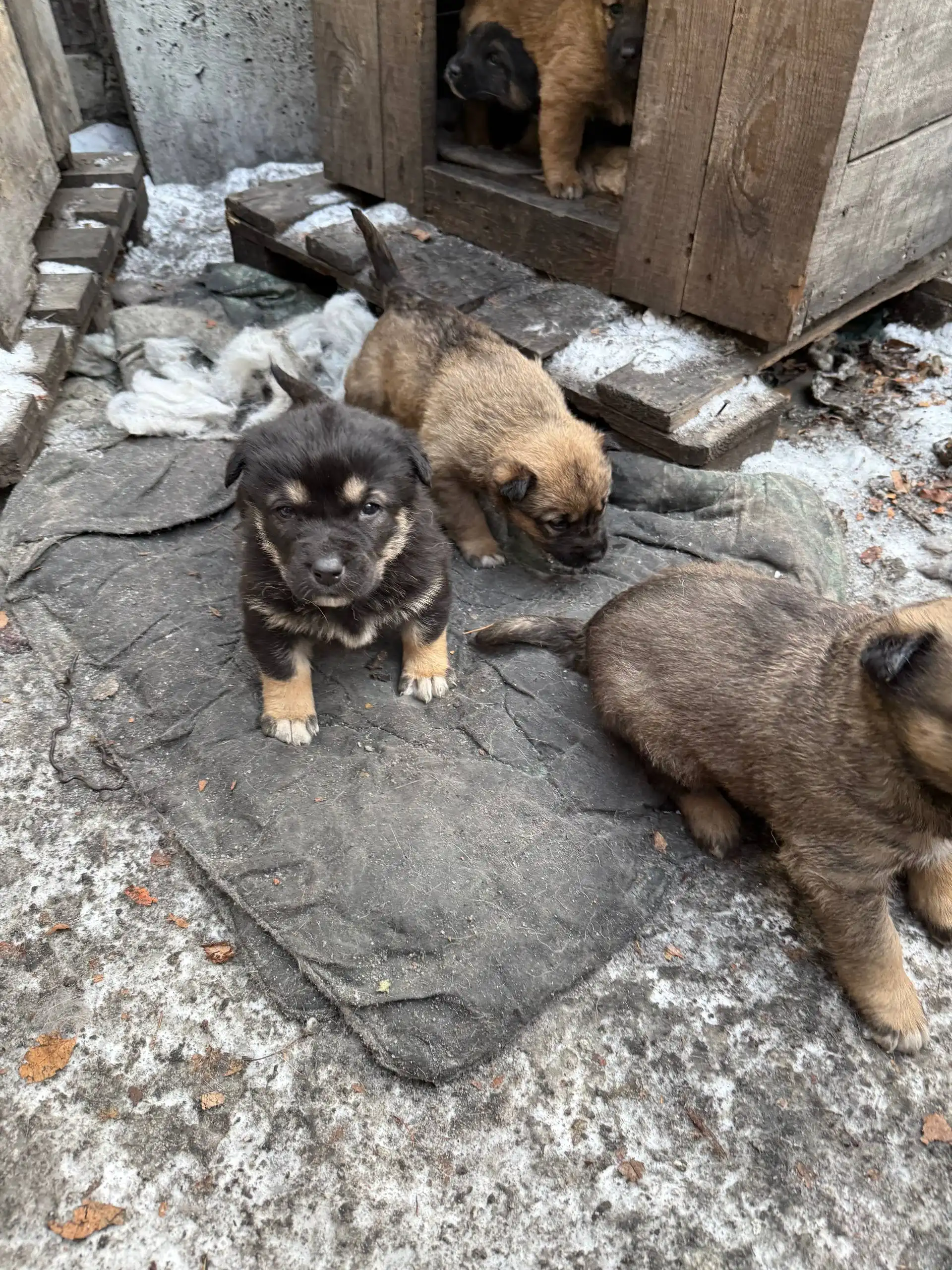 Срочно отдам щенков