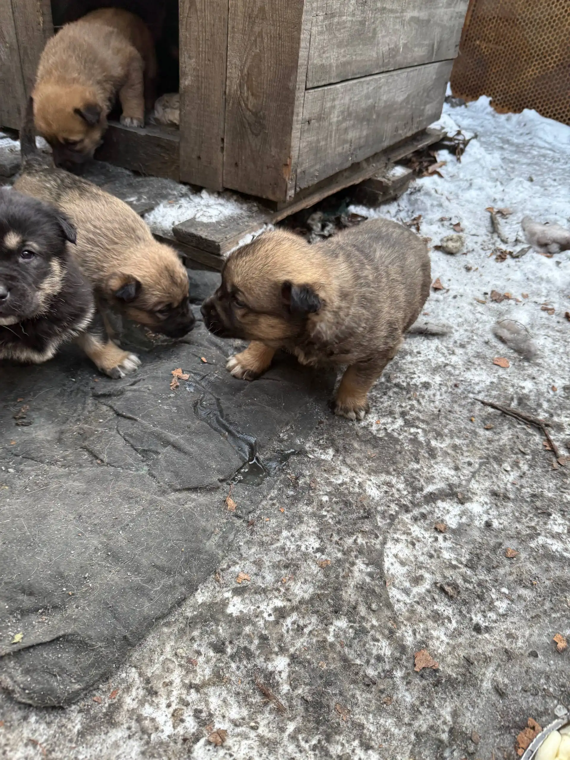 Срочно отдам щенков