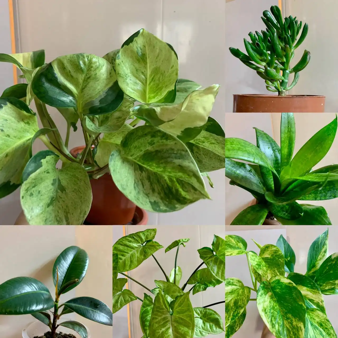 Цветы 6 шт, доставка бесплатно