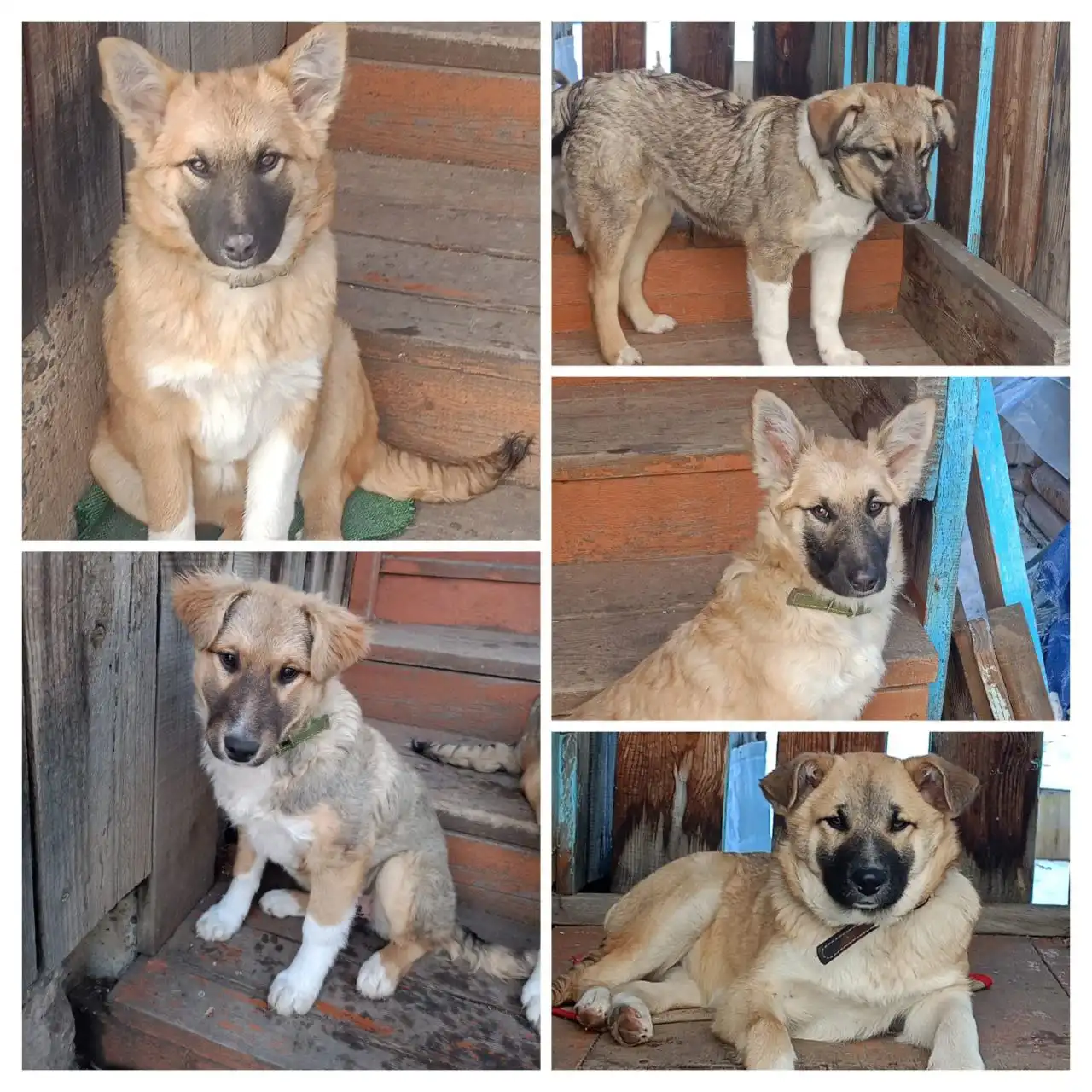 Девочки-щенки для пристройства