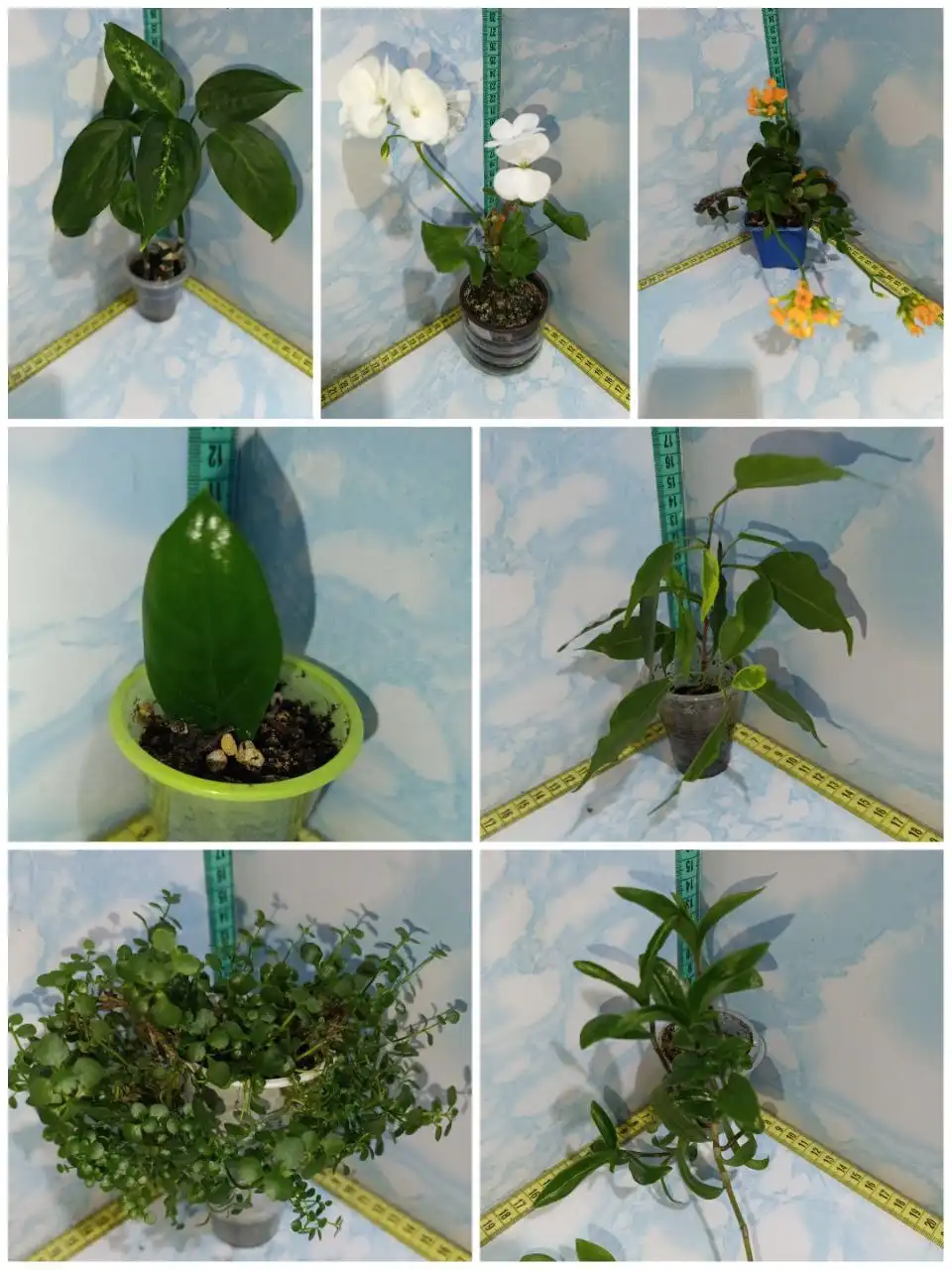 Продажа комнатных растений