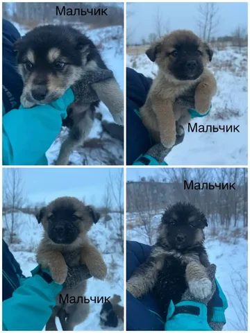 Ищем дом для малышей - частное объявление в Чита