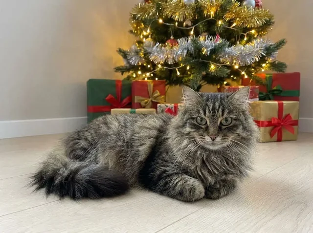 Отдам молодую стерилизованную кошечку - частное объявление в Чита