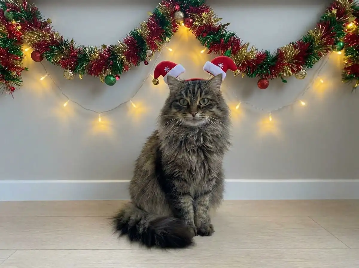 Отдам молодую стерилизованную кошечку