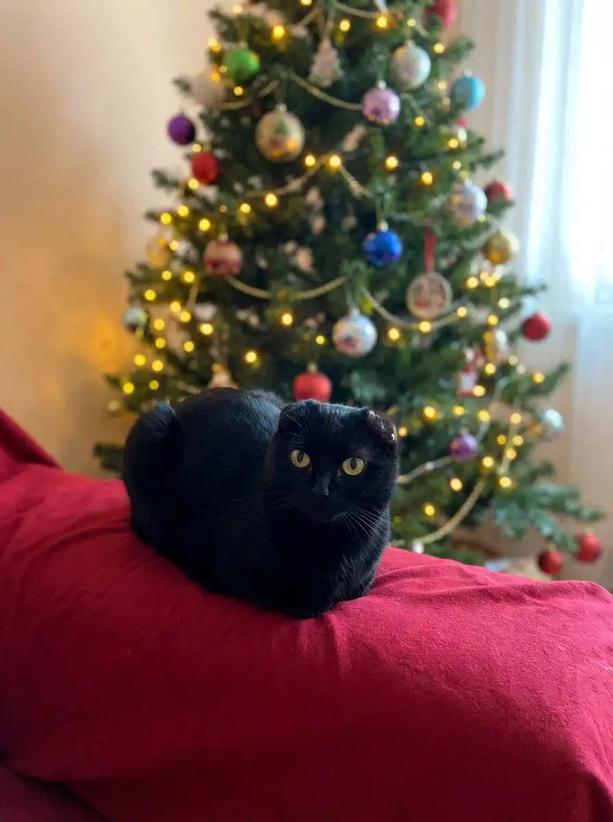 Кошка-мечта для заботливых рук