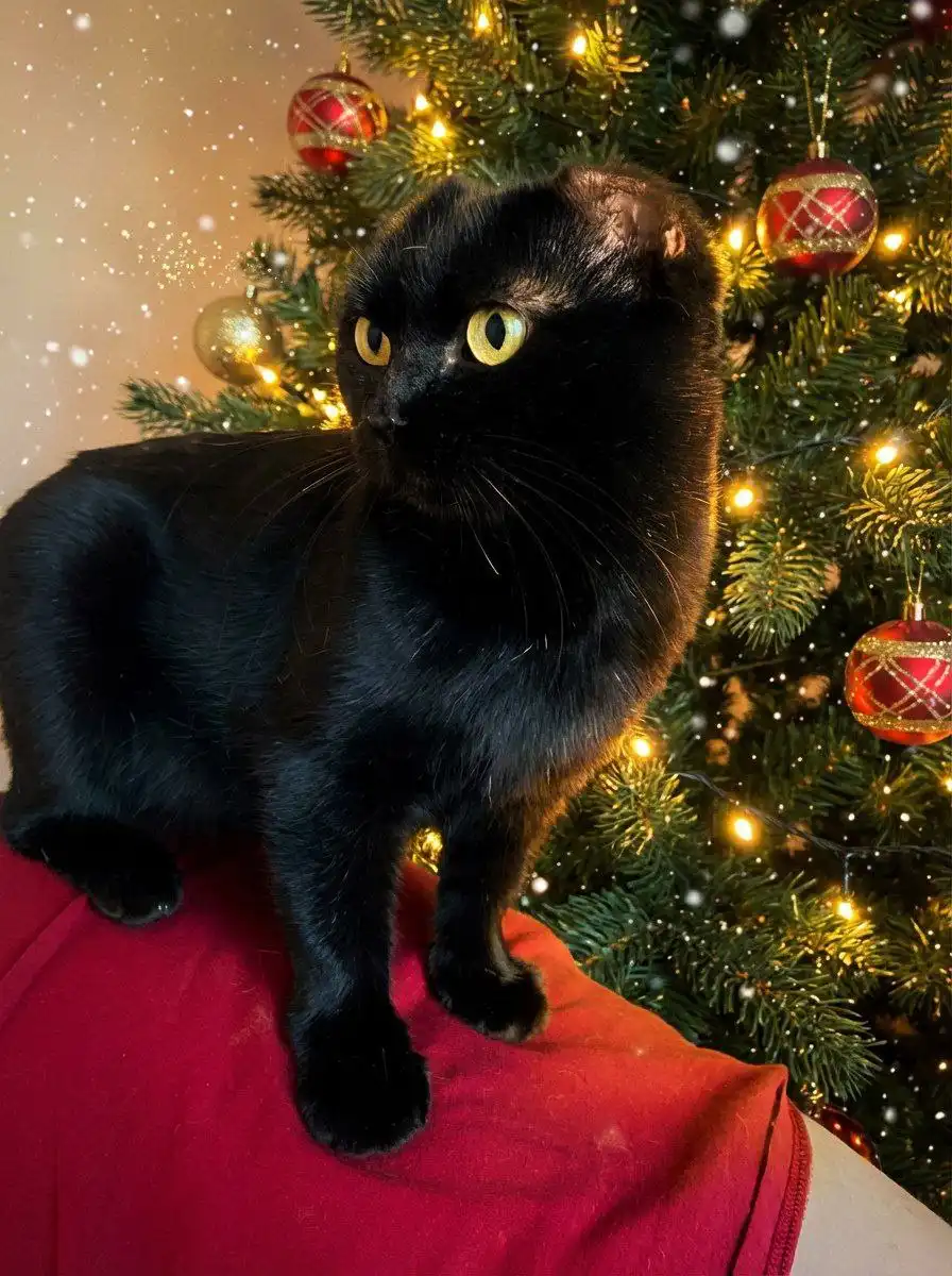 Кошка-мечта для заботливых рук