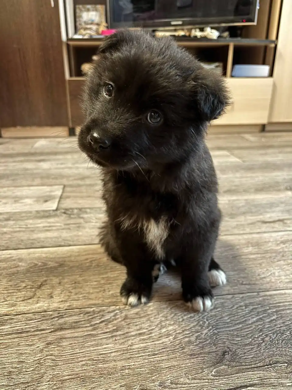 Найден щенок в Чите