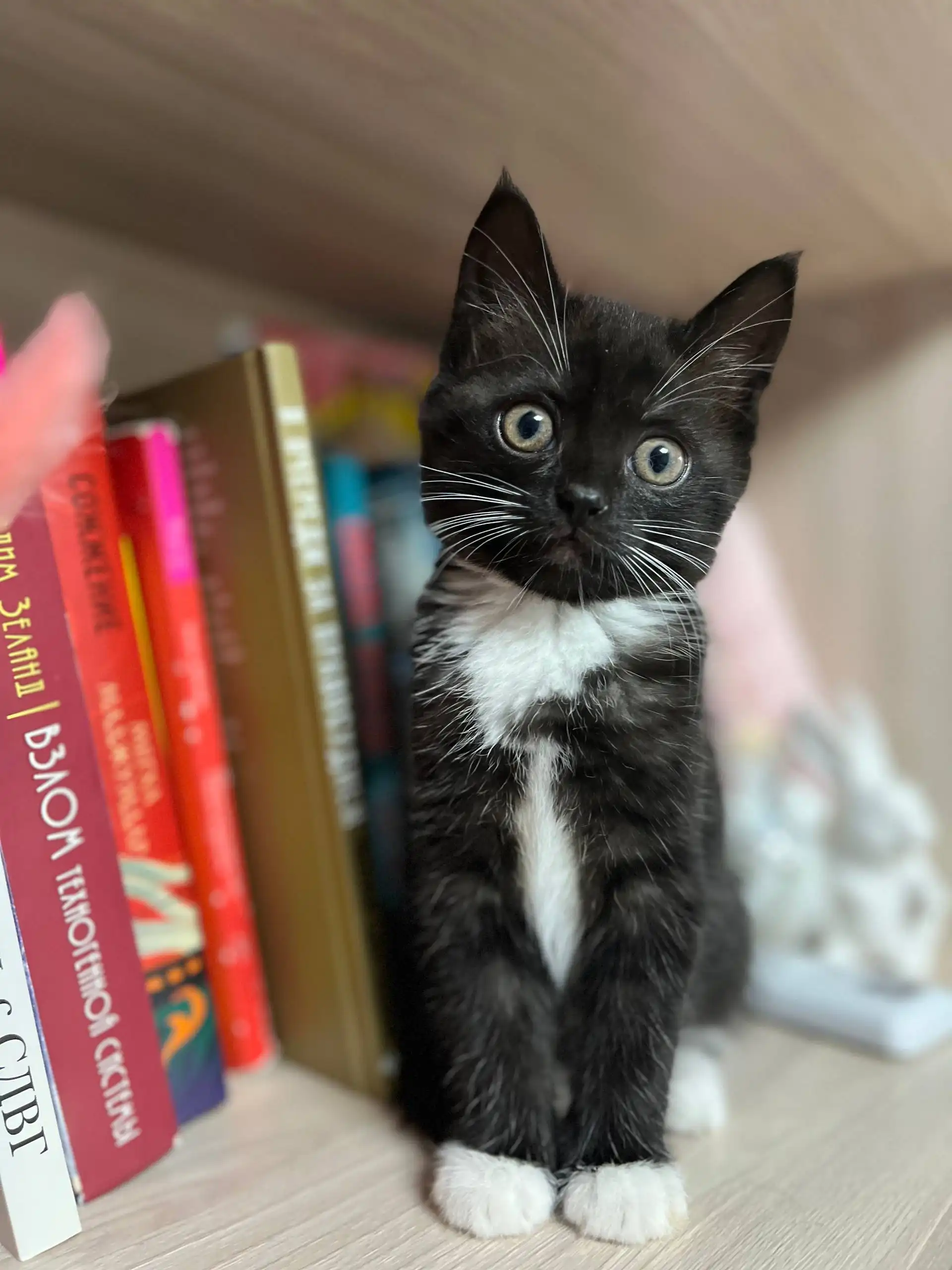 Кошка Варя для ответственных хозяев