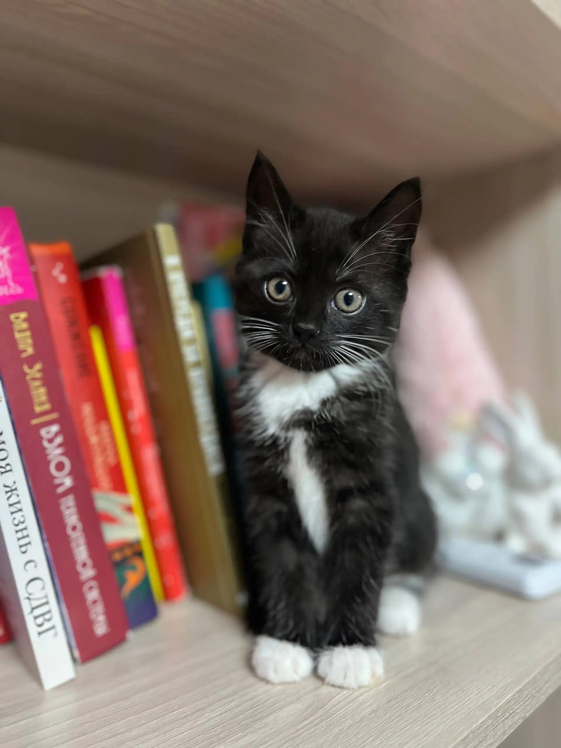 Ищу ответственных хозяев для милого котёнка