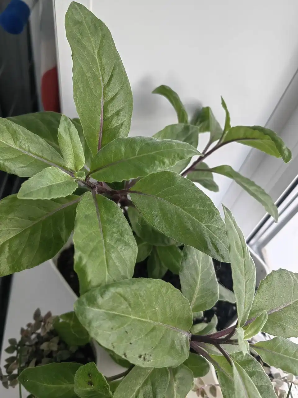 Продажа отростков джинуры (листья бога, шпинат долголетия)