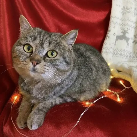 Кошка Гюзель для ответственных хозяев - Животные в Чита