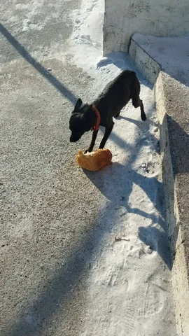 Срочно ищем передержку для замерзающего худого щенка - частное объявление в Чита