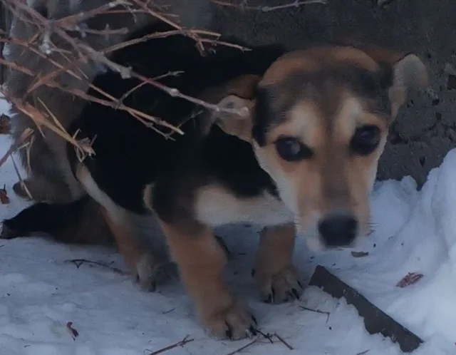 Помесь таксы и корги в дар - Собаки в Чита