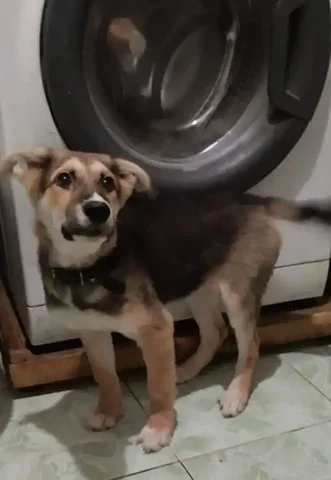 Ищу дом для трехмесячного ребенка - Разное в Чита