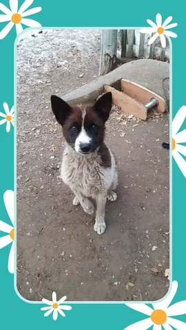 Ищу дом для котенка - Кошки в Чита