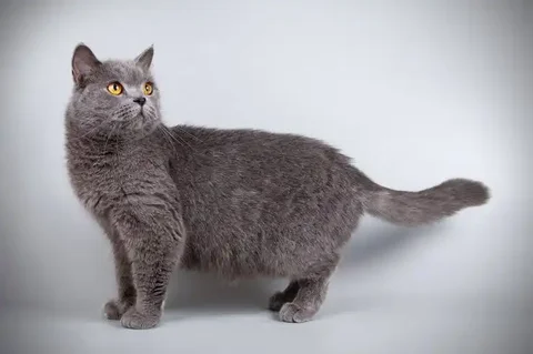 Ищет ответственного хозяина для породистой кошки - Кошки в Чита