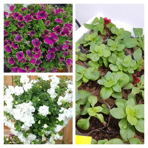 Продажа черенков вегетативных петуний - Садоводство в Чита