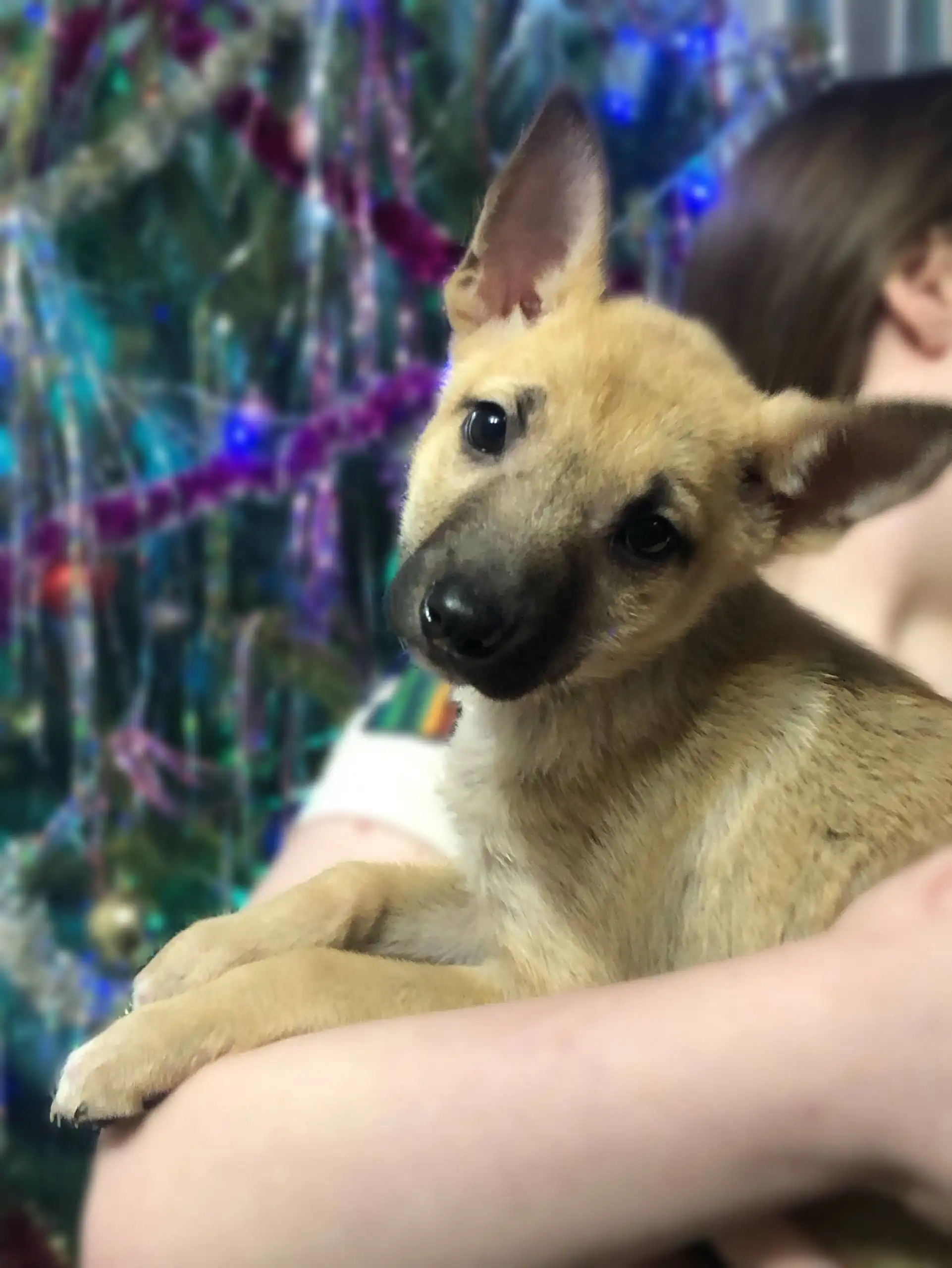 Котёнок Жуля ищет новую семью - Кошки (Животные) в Чита