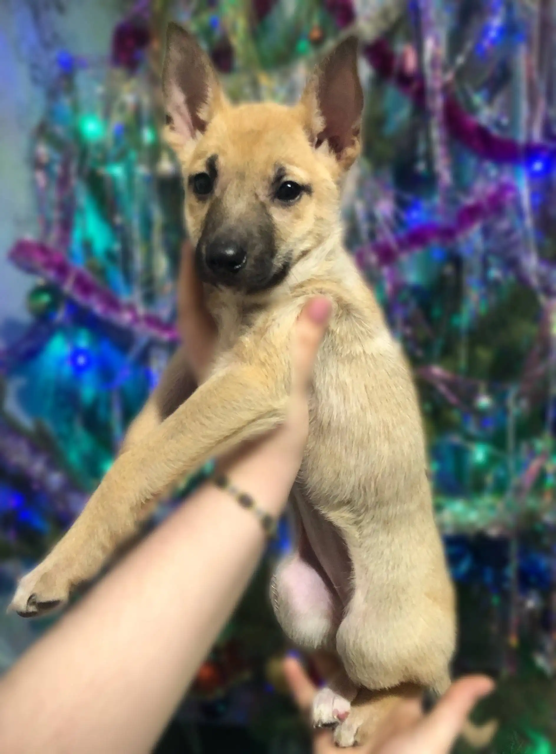 Котёнок Жуля ищет новую семью - Кошки (Животные) в Чита