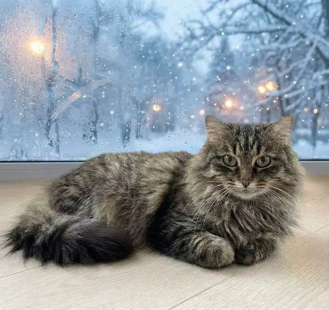 Отдам молодую ласковую пушистую кошечку - Кошки в Чита