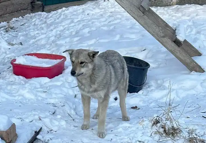 Щенок волчьего окраса ищет дом