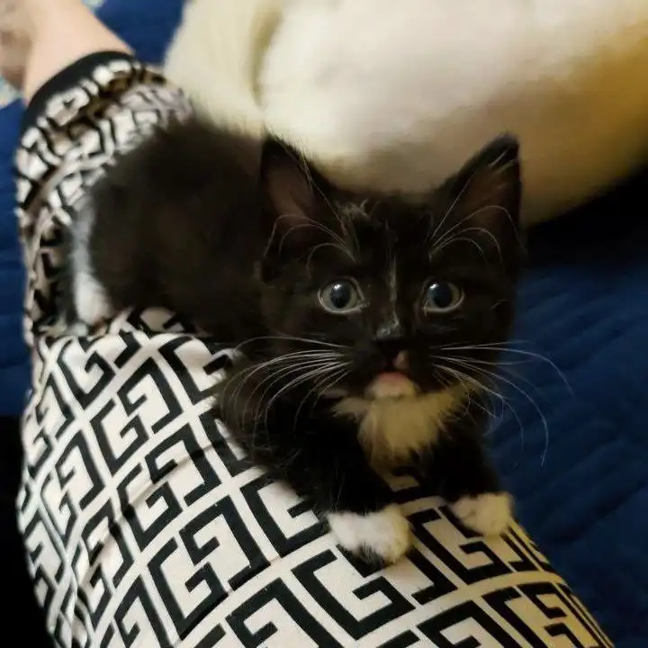 Котёнок в добрые руки