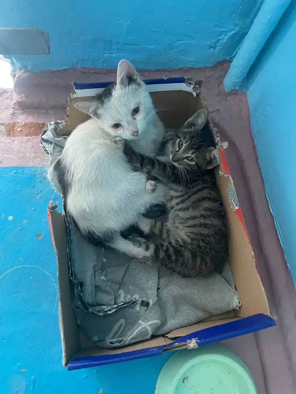 Пристройство бездомных котов в Чите - Животные (Барахолка) в Чита
