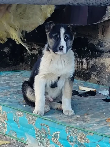 Щенок для охраны в Чите - Собаки в Чита